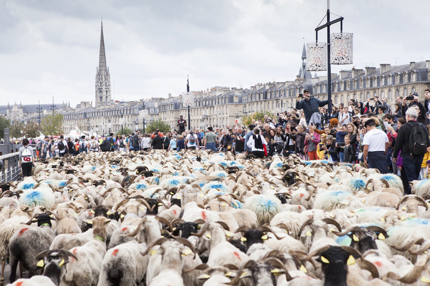 Moutons à Bordeaux