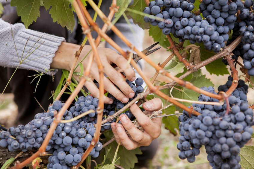 Vendanges manuelles